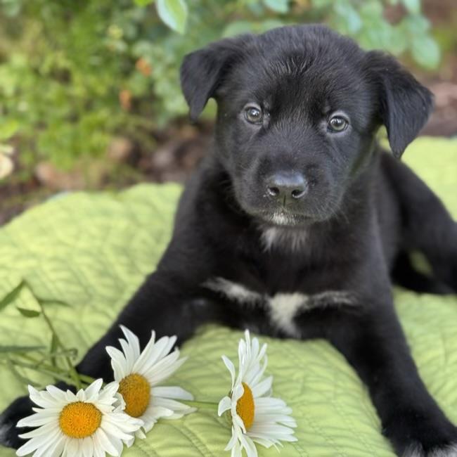 adoptable Dog in San Diego, CA named Kim Possible Pup - Wade Load - Adopted!