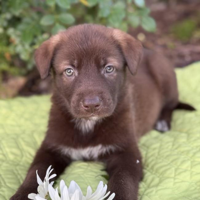 adoptable Dog in San Diego, CA named Kim Possible Pup - Monkey Fist - Adopted!