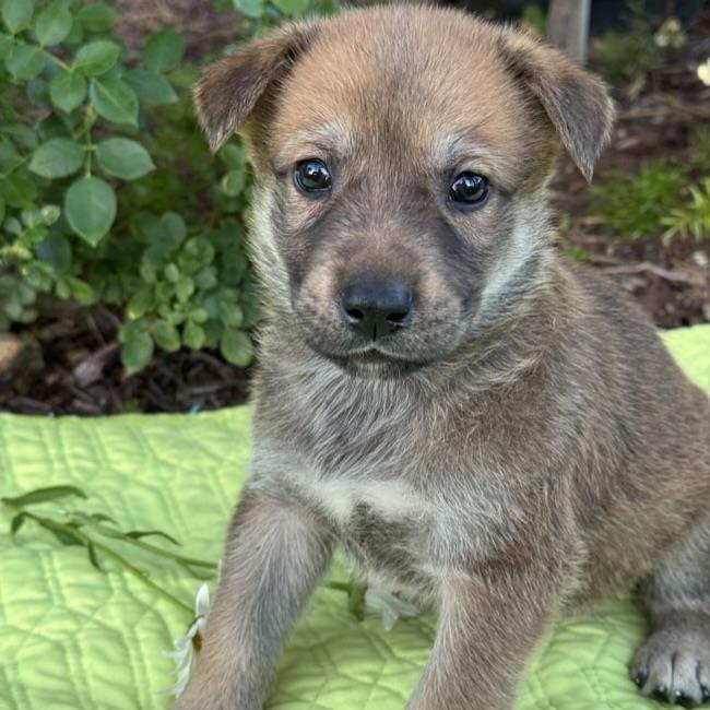 adoptable Dog in San Diego, CA named Kim Possible Pup - Spencer Fox - Adopted!
