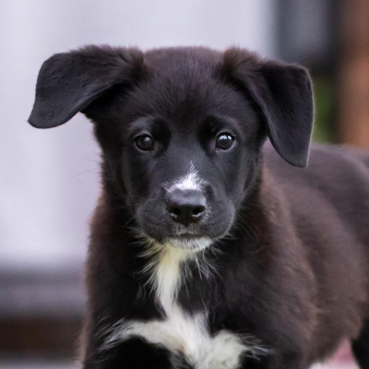 adoptable Dog in San Diego, CA named Kim Possible Pup - Drs. James