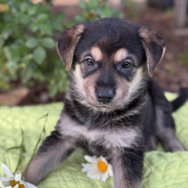 adoptable Dog in San Diego, CA named Kim Possible Pup - Rufus - Adopted!