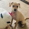 adoptable Dog in  named Akira (Chi Chi Pup)