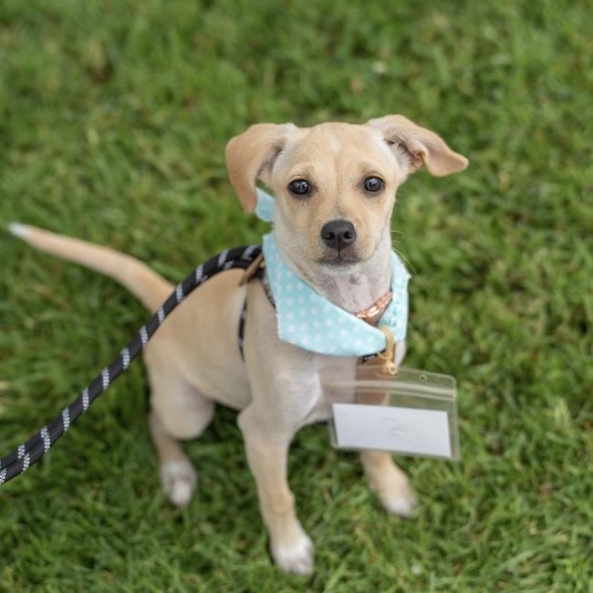 adoptable Dog in San Diego, CA named Akira (Chi Chi Pup)