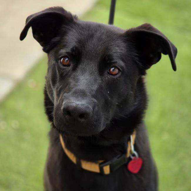 adoptable Dog in San Diego, CA named Laddie