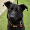 adoptable Dog in  named Laddie