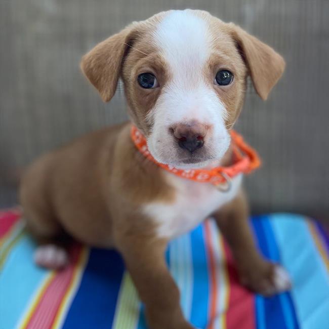adoptable Dog in San Diego, CA named Movie Star Pup - Bradley Cooper - Adopted!