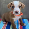 adoptable Dog in San Diego, CA named Movie Star Pup - Bradley Cooper - Adopted!