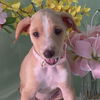 adoptable Dog in San Diego, CA named Movie Star Pup - Julia Roberts