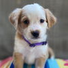 adoptable Dog in San Diego, CA named Movie Star Pup - Cameron Diaz - Adopted!
