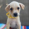adoptable Dog in San Diego, CA named Movie Star Pup - Meg Ryan - Adopted!