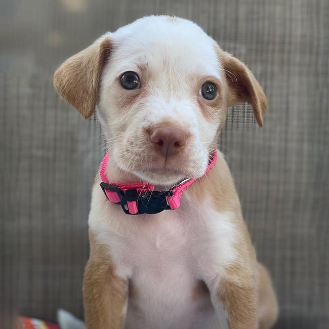 adoptable Dog in San Diego, CA named Movie Star Pup - Lucy Liu - Adopted!