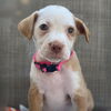 adoptable Dog in San Diego, CA named Movie Star Pup - Lucy Liu - Adopted!