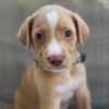 adoptable Dog in San Diego, CA named Movie Star Pup - Shia Labeauf - Adopted!