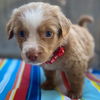 adoptable Dog in San Diego, CA named Movie Star Pup - Paul Rudd - Adopted!