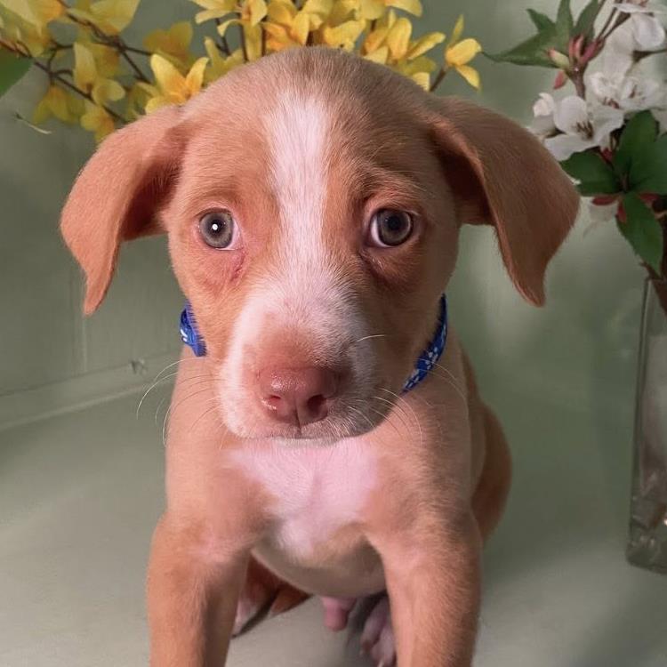 adoptable Dog in San Diego, CA named Movie Star Pup - Jack Black