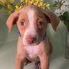 adoptable Dog in San Diego, CA named Movie Star Pup - Jack Black