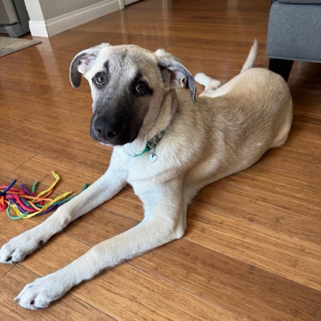 adoptable Dog in San Diego, CA named Desiard (Bayou Pup) - Adopted!