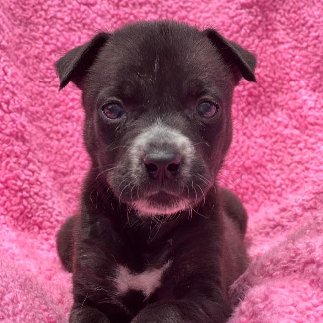 adoptable Dog in San Diego, CA named Havana Pup - Cohiba