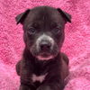 adoptable Dog in  named Havana Pup - Cohiba