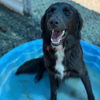 adoptable Dog in  named Colton