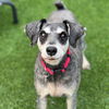 adoptable Dog in San Diego, CA named Gigi