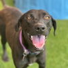 adoptable Dog in  named Havana