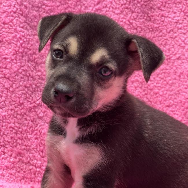 adoptable Dog in San Diego, CA named Havana Pup - Malecon