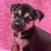 adoptable Dog in  named Havana Pup - Malecon