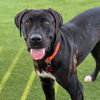 adoptable Dog in San Diego, CA named Mavis