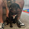 adoptable Dog in  named Shaboozey