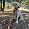 adoptable Dog in  named Howie