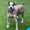 adoptable Dog in San Diego, CA named Paxon
