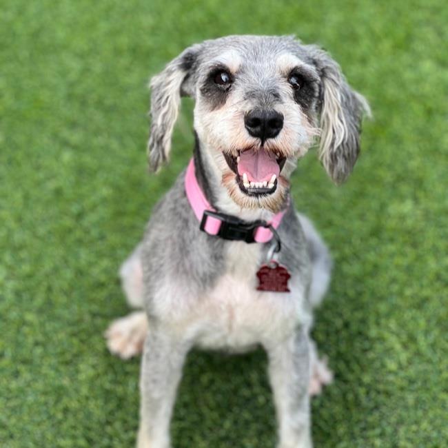 adoptable Dog in San Diego, CA named Nova