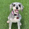 adoptable Dog in San Diego, CA named Nova