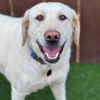 adoptable Dog in  named Waverly