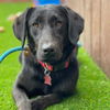 adoptable Dog in  named Azzy
