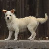 adoptable Dog in San Diego, CA named Kimba