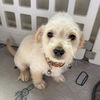 adoptable Dog in San Diego, CA named Kimba Pup - Totto