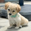 adoptable Dog in San Diego, CA named Kimba Pup - Yoshiko