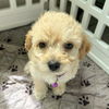 adoptable Dog in San Diego, CA named Kimba Pup - Tamura