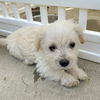 adoptable Dog in San Diego, CA named Kimba Pup - Mandy