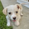 adoptable Dog in San Diego, CA named Kimba Pup - Junji
