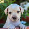 adoptable Dog in ,  named Nsync Pup - Justin
