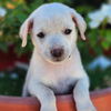 adoptable Dog in ,  named Nsync Pup - Lance