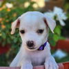 adoptable Dog in ,  named Nsync Pup - Joey