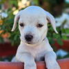 adoptable Dog in ,  named Nsync Pup - Chris