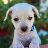 adoptable Dog in ,  named Nsync Pup - Jc