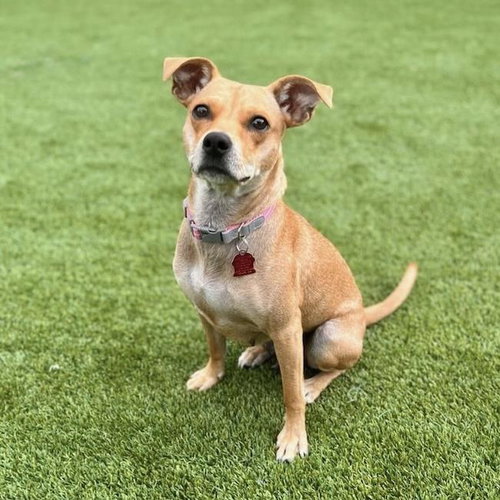 ROYAL - Terrier / Miniature Pinscher available for adoption