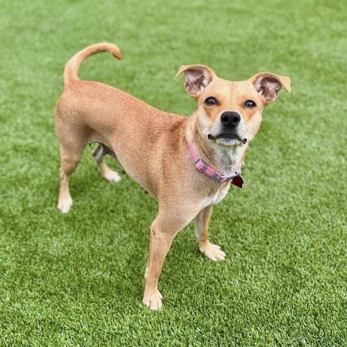 ROYAL - Terrier / Miniature Pinscher available for adoption
