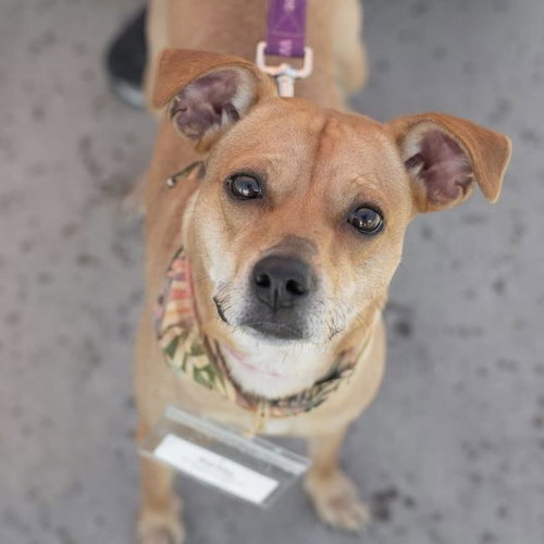 picture of the dog needing adoption